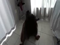 Ebony beastiality sex with a dog